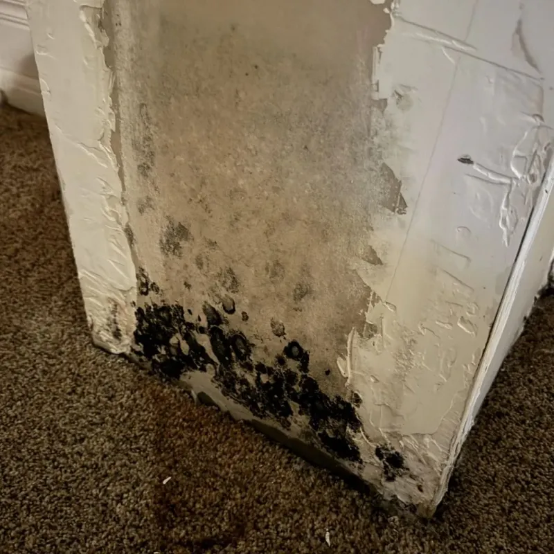 Professional Mold Removal in Mission District, CA